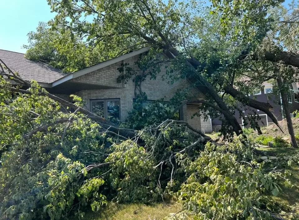 Large damaged tree near a house in the Brainerd Lakes Area.